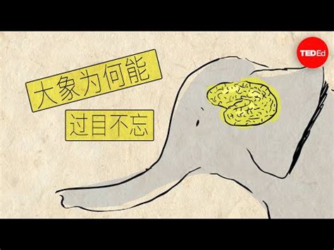 宮下拎奈 大象的意義